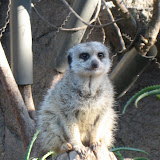 This meerkat seemed to be posing for us.