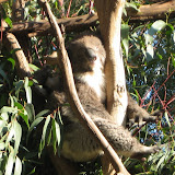 mama koala with baby on her back