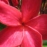 A very pretty flower on Jerejak Island.
