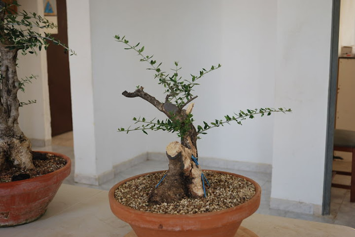 Olea europaea sylvestris, Acebuche de Domingo Acebedo.