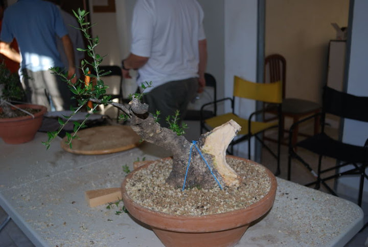 Olea europaea sylvestris, Acebuche de Domingo Acebedo.