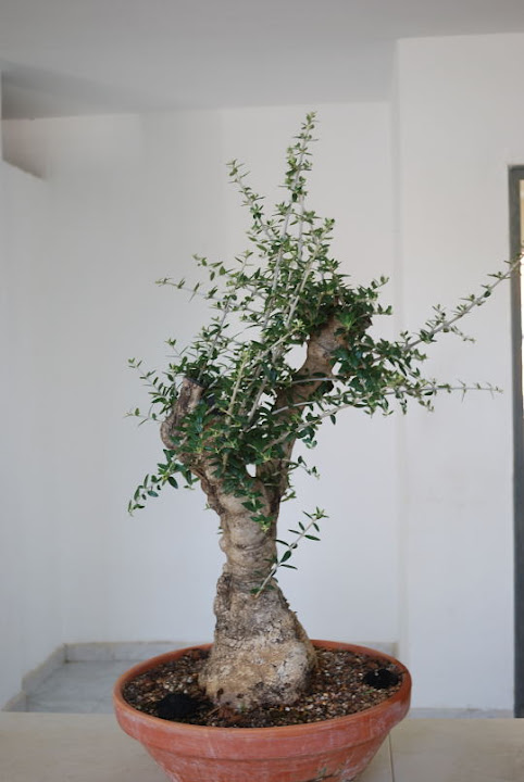 Olea europaea sylvestris, Acebuche de Nicolás López.