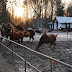 DSC_0731.jpg, 2009-12-26 Chotyłów