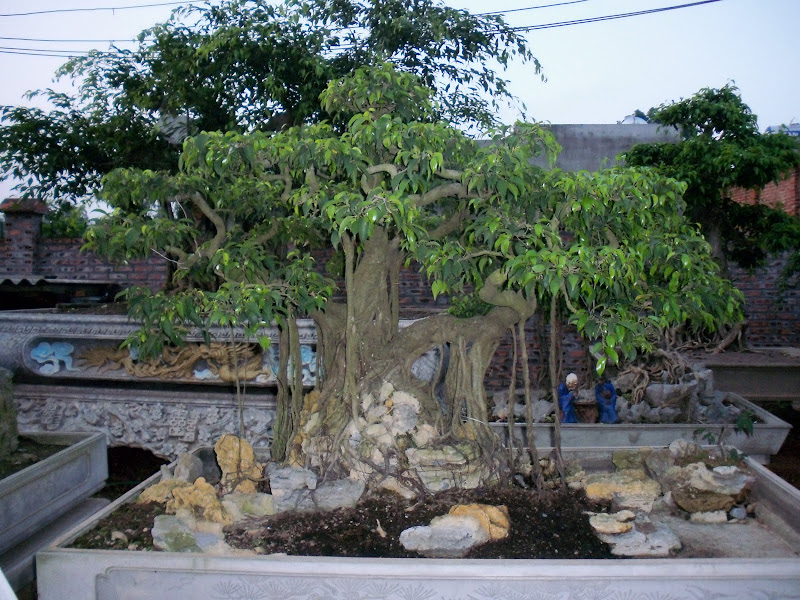 Giới thiệu vườn cây Hiền Hòa ( Hội sinh vật cảnh Việt Trì - Phú Thọ )