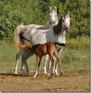 Equesterie Tranquille-TarzanogForeldre20070715s