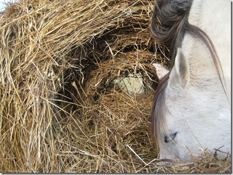 Equesterie-Tranquille_20081130_018