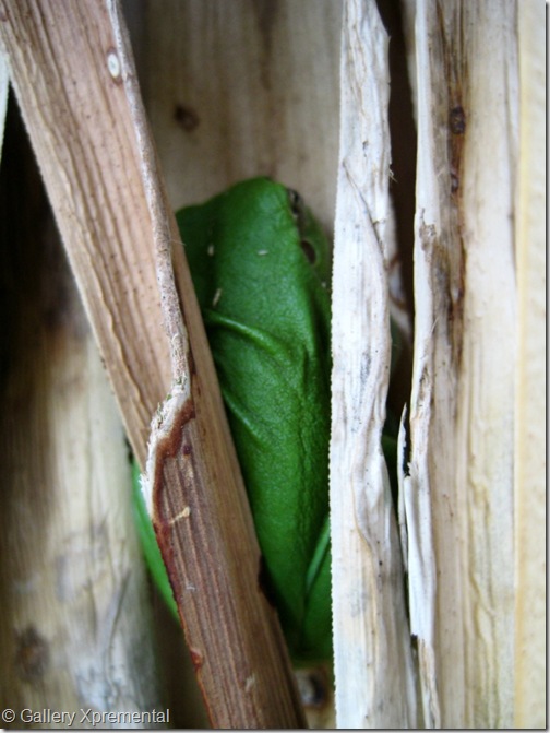 Maison Tranquille 20090314_Treefrogs_103_3 Maison Tranquille 20090314_Treefrogs_103_3