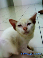 miaw.jpg