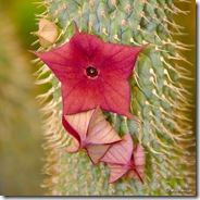find_hoodia_gordonii-3596