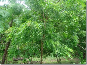 young-neem-tree