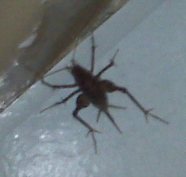 [cave cricket[2].png]