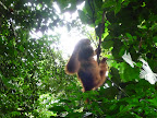 Enfin un orang outang! Enfin un orang outang!