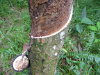 Collecte de latex Collecte de latex