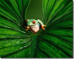 tree-frog tree-frog