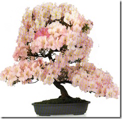 azalea azalea