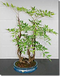 nandina doméstica nandina doméstica