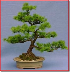 larix- alecre larix- alecre