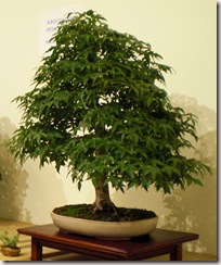acer palmatum1 acer palmatum1
