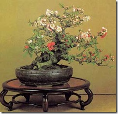 chaenomeles-speciosa-bonsai chaenomeles-speciosa-bonsai