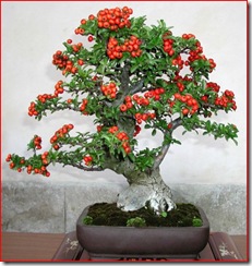 pyracantha espino