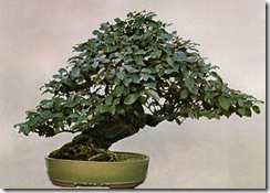 Eleagnus, John Naka
Bonsai Techniques I Eleagnus, John Naka
Bonsai Techniques I