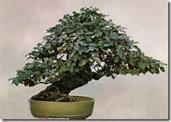 Eleagnus, John Naka
Bonsai Techniques I