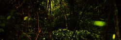 Firefly