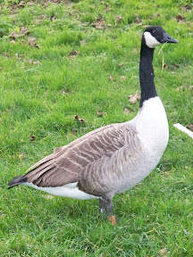 Canada Goose