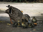 Ducklings Mother Duck and Ducklings