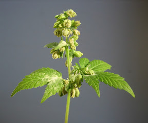 Marijuana Marijuana
