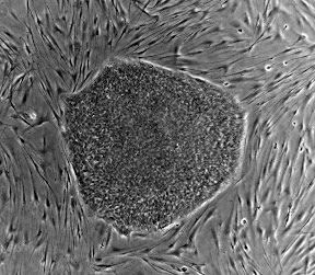 Stem Cells Stem Cells