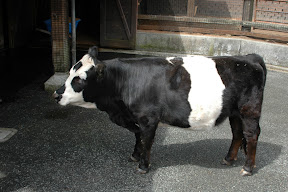 Panda Cow Panda Cow