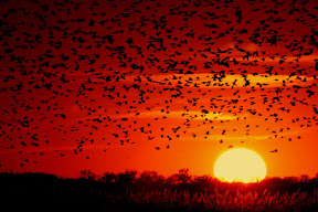 Flock