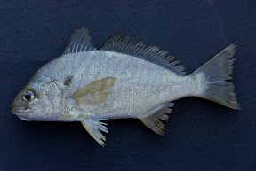 Spot Fish Spot Fish
