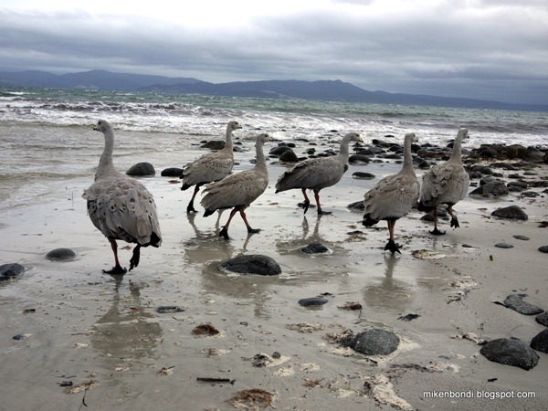 Cape Barren Geese