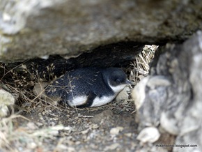 Fairy Penguin