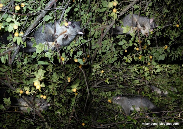 Possums in the greengage tree