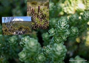 20100208 Tasmania - Hartz Mountain