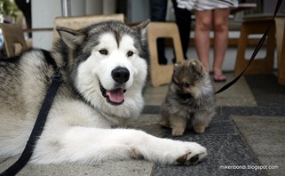 Munson and pom pup #1