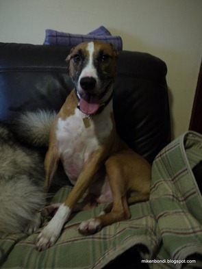 Scout smiles