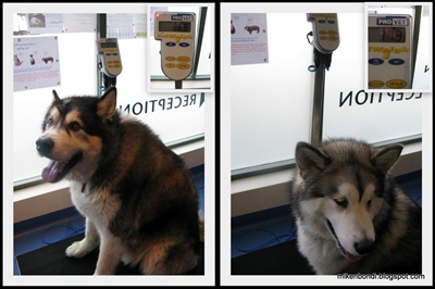 20081122 Vet - weighin