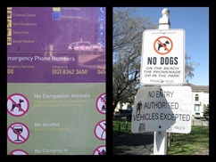 Waverley Council - conflicting dog signs at Bondi Beach