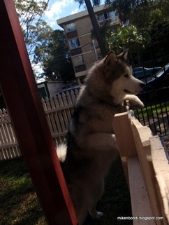 at the fence 2