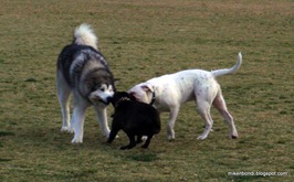 Munson, Taffy and Buddy