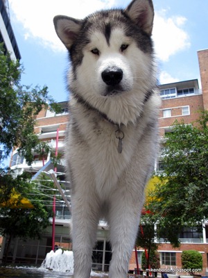Munson, patient guardian of the fountain one moment