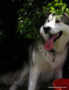 Munson seeking shade Munson seeking shade