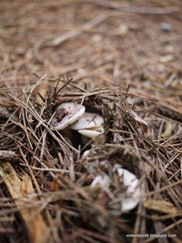 Arboretum de Cardeilhac - mushrooms