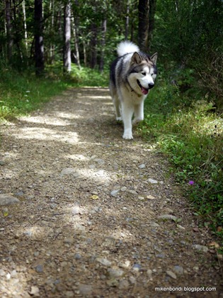 Munson on forest path