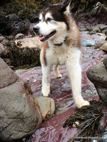 Bondi in Pembrokeshire 2007