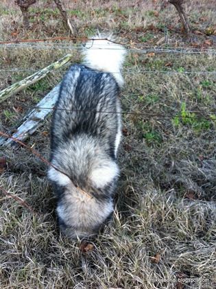 Square malamute in a round hole #2